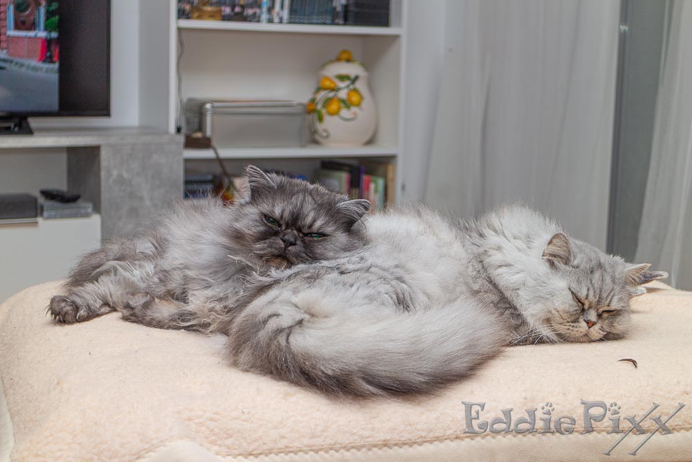 Katzenkinder, 19.03.2026 Feierabend – wir sind erschöpft.