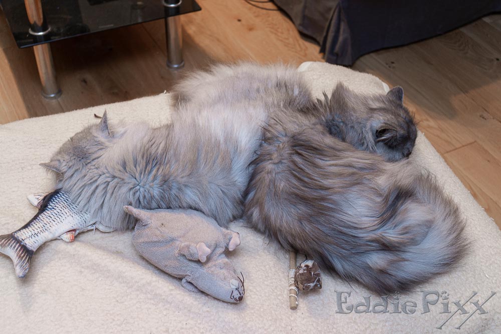 Katzenkinder, 19.03.2026 … aber so richtig!