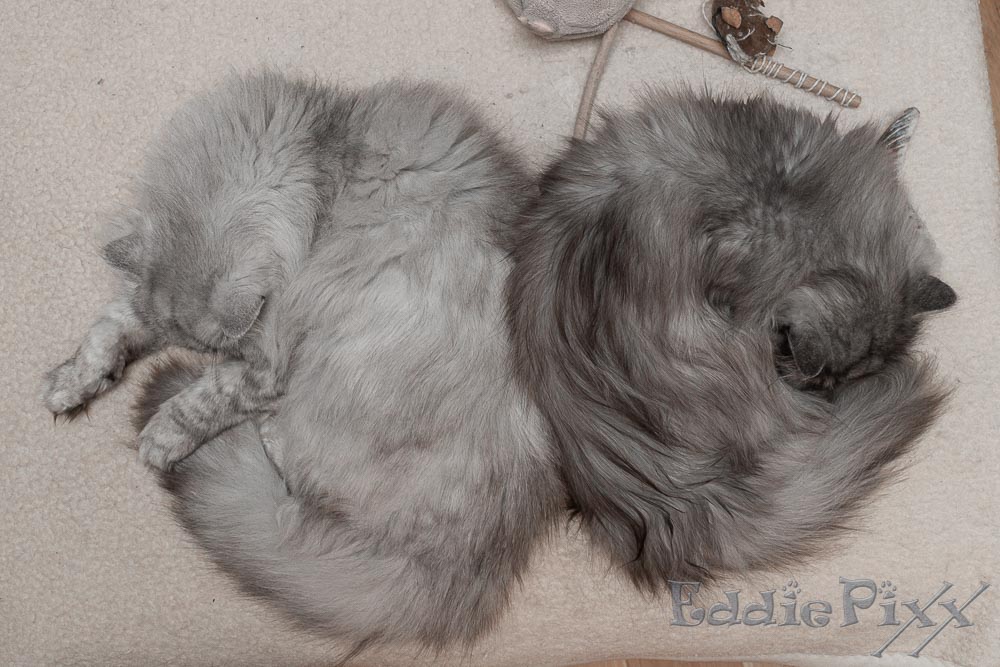 Katzenkinder, 27.03.2026 Wichtig beim gemeinsamen Ausruhen ist, dass der Rücken stets gut gedeckt ist.