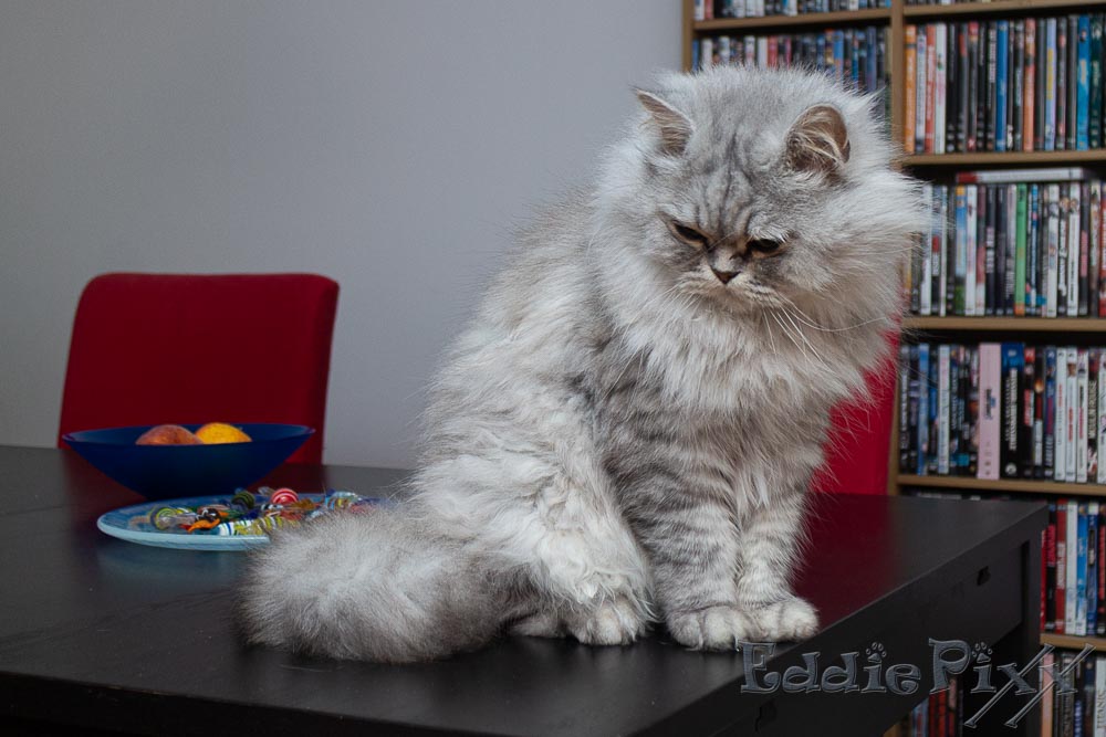 Katzenkinder, 28.03.2026 NICHT auf den Tisch? Keine Ahnung, wie ich hier hochgekommen bin – ehrlich.
