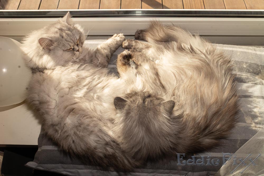 Katzenkinder, 04.04.2026 Ah! Die Sonne scheint ins Wohnzimmer.