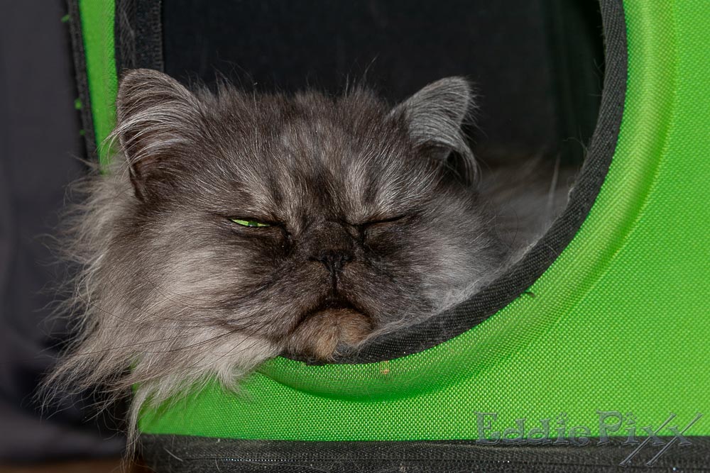 Katzenkinder, 07.04.2026 nur mal ein kurzes Nickerchen, dann arbeite ich weiter – versprochen …