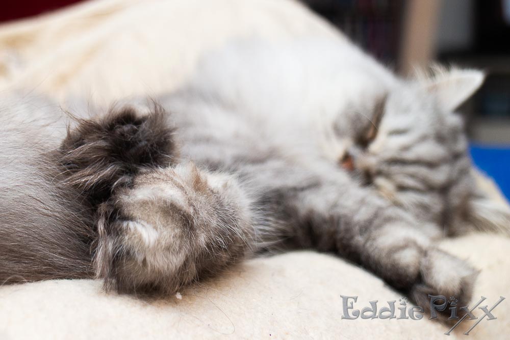 Katzenkinder, 10.04.2026 Fusselpfoten