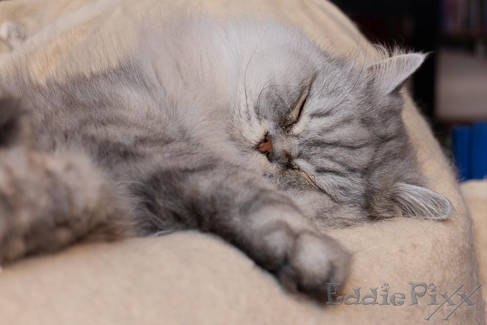 Katzenkinder, 10.04.2026 ich bin so müde,