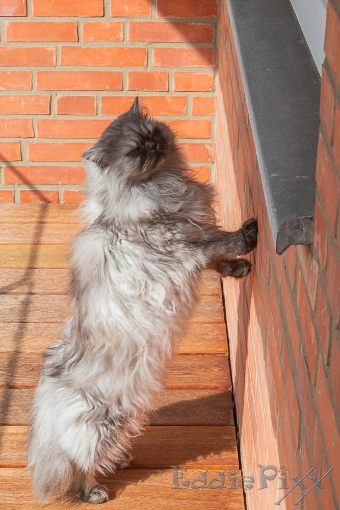 Katzenkinder, 14.04.2026 da – hinter dem Fenster arbeitet die Zweibeinerin.