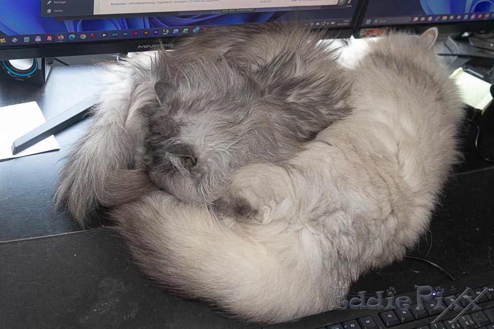 Katzenkinder, 16.04.2026 … und in diesem Büro arbeiten wir.