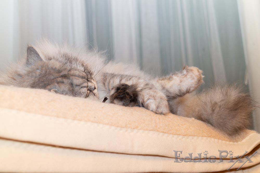 Katzenkinder, 18.04.2026 Mittagspause