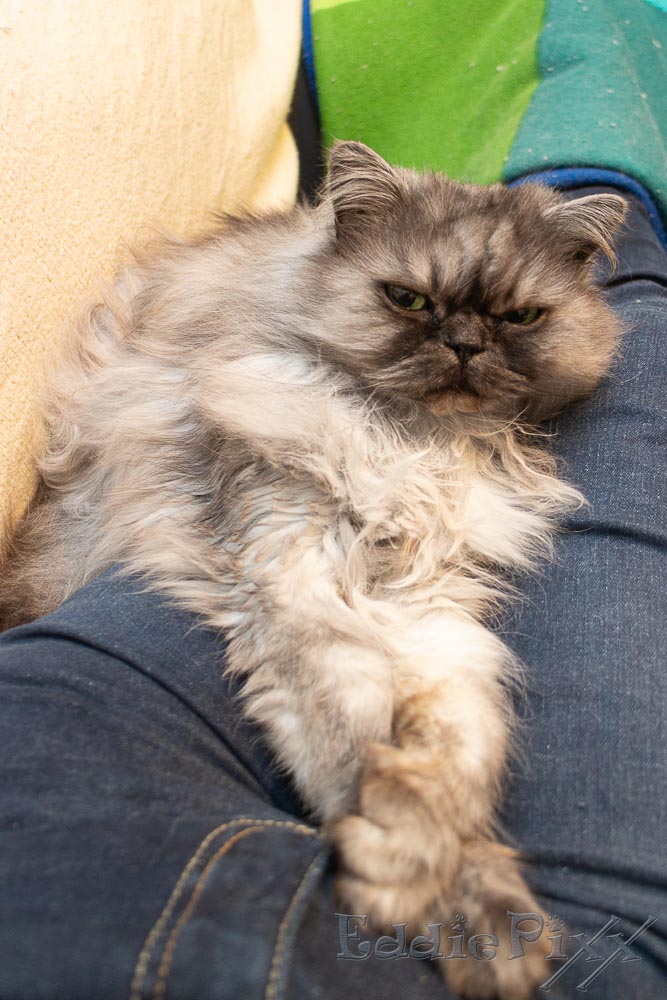 Katzenkinder, 20.04.2026 abendliches Ritual: Der Zweibeiner guckt TV, ich gucke Zweibeiner.