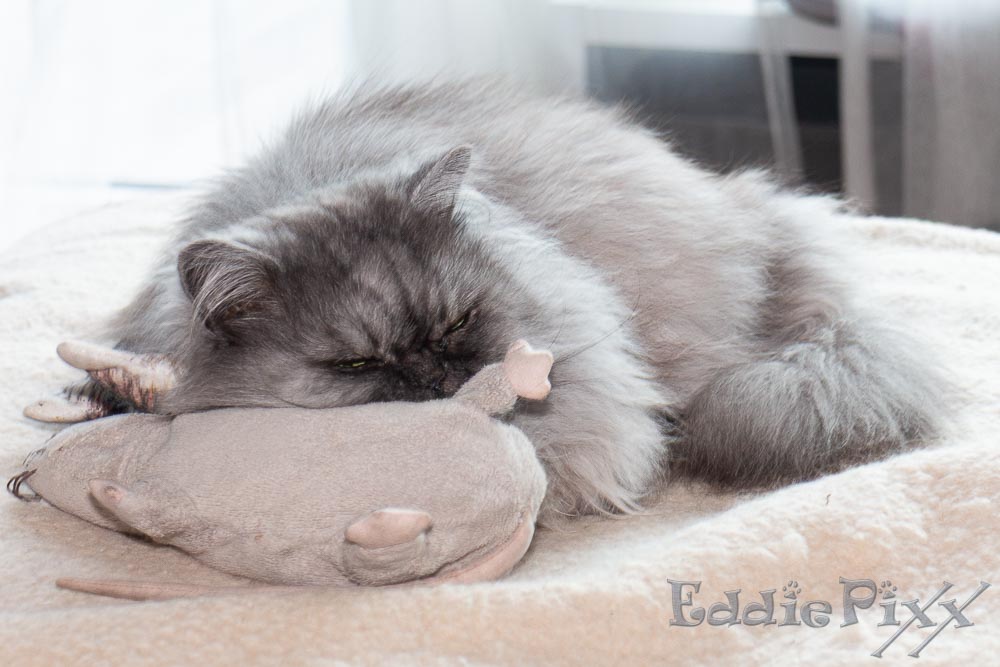 Katzenkinder, 21.04.2026 Rudi die Ratte schläft, ich dann auch mal.