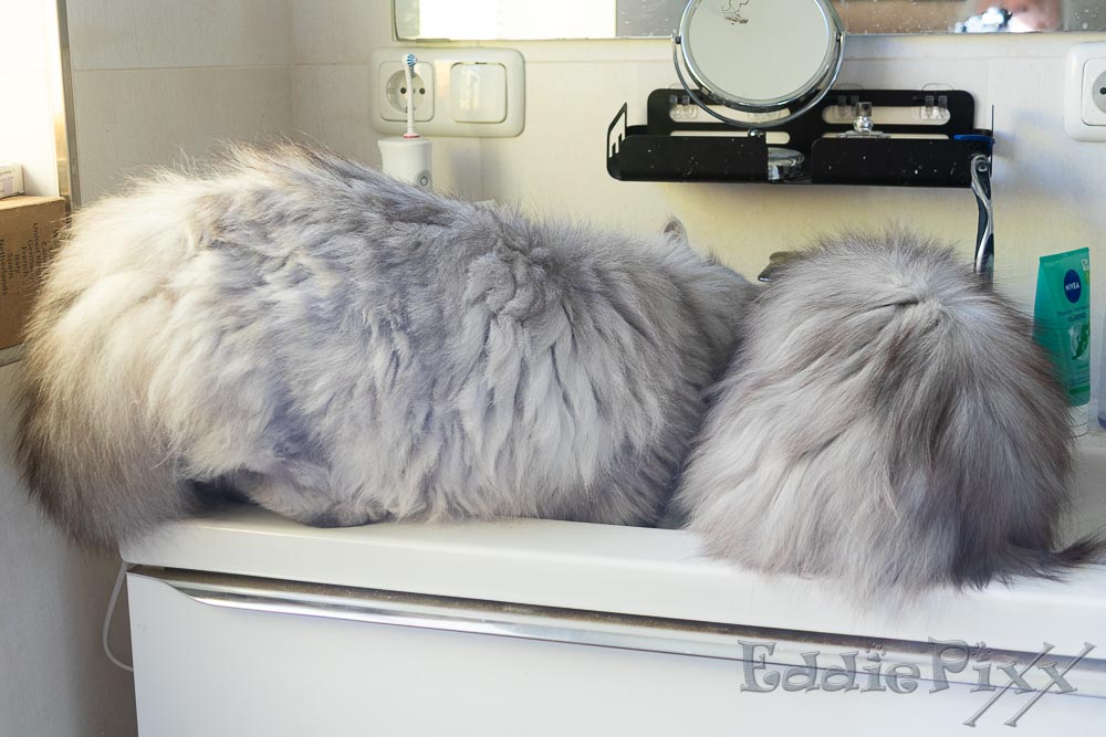 Katzenkinder, 22.04.2026 Endlich hat mal jemand den Wasserhahn aufgedreht – wurde ja auch mal Zeit!