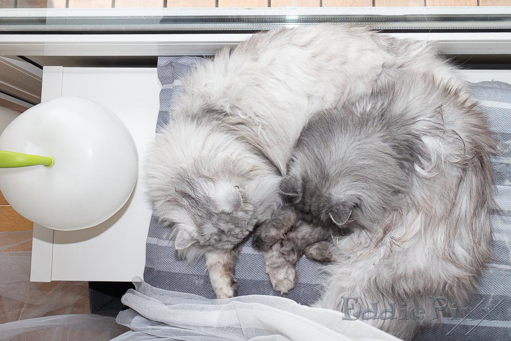 Katzenkinder, 03.05.2026 Das Kallax vor dem Wohnzimmerfenster könnte ein Lieblingsplatz werden …