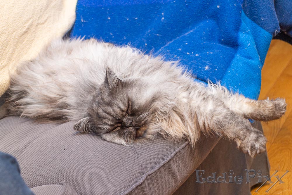 Katzenkinder, 18.05.2026 … irgendwie ist das Sofa falsch dimensioniert, da ist kein Platz für die Beinchen.