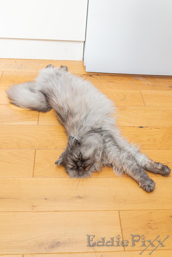 Katzenkinder, 30.05.2026 Und hier in der Küche, an genau diesem Fleck, da ist morgens normalerweise Sonne.