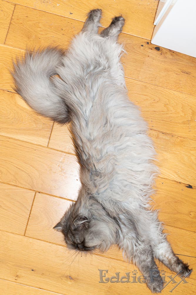 Katzenkinder, 30.05.2026 … nur heute leider nicht – dafür liege ich aber schön.