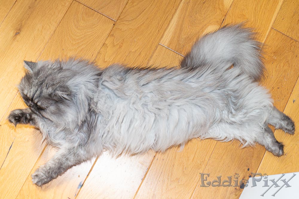 Katzenkinder, 30.05.2026 gell?