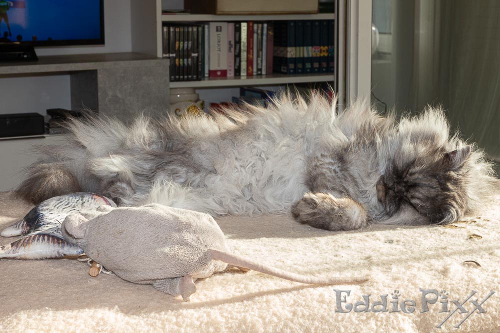 Katzenkinder, 31.05.2026 Aber nachmittags, da scheint die Sonne bei Rudi – ich leg' mich dann mal dazu …